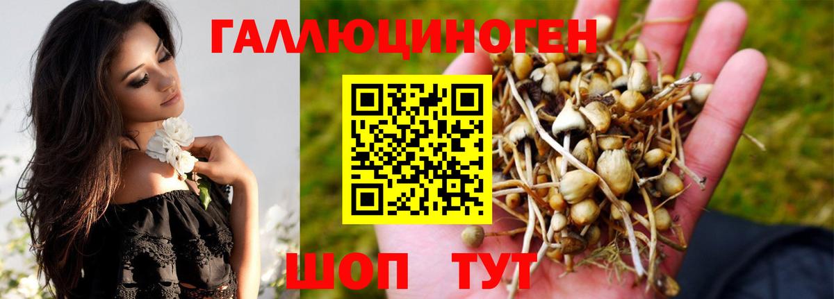 Псилоцибиновые грибы Psilocybine cubensis Ессентуки